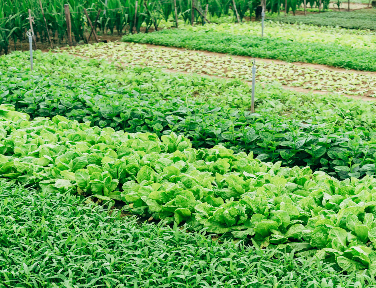 indian-agriculturist-side-image_0011_Background copy 19